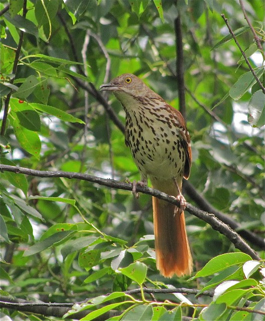 Brown Thrasher 08