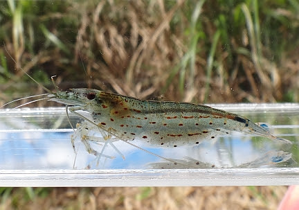 雑魚の水辺 エビの仲間