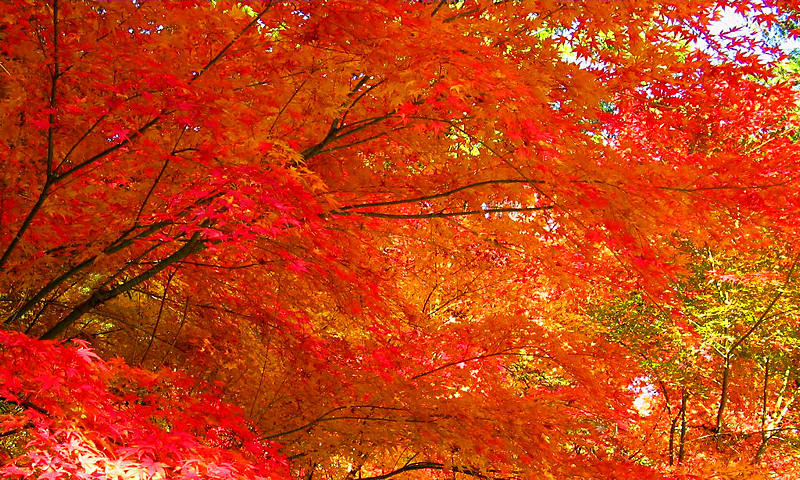 携帯無料壁紙 紅葉の壁紙待ち受け画面wvga横 840 480 ぶらり兵庫 ぶらり神戸 神戸の観光情報とイベント情報 楽天ブログ