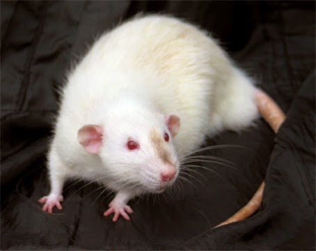 Unique Breeds of Fancy Rats for Pet