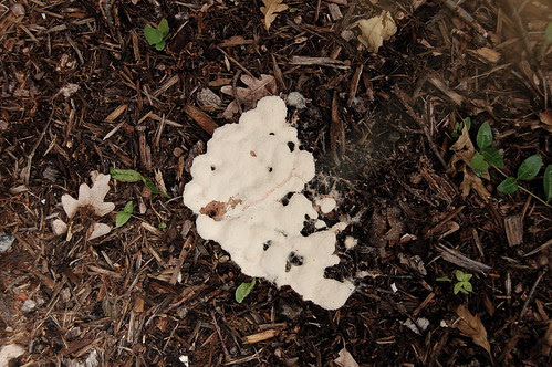 Slime mold