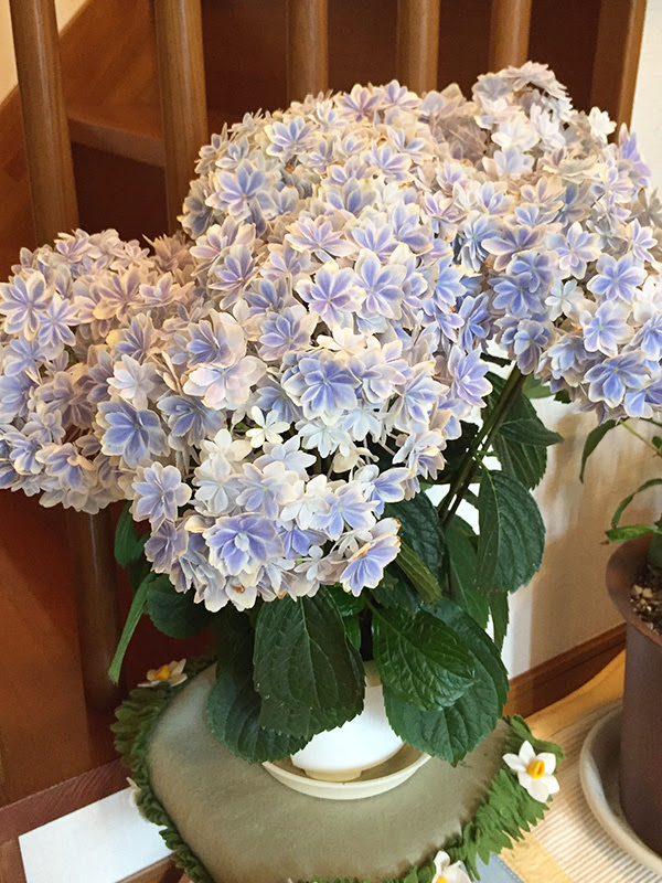 アジサイ 紫陽花の花の色と土の関係