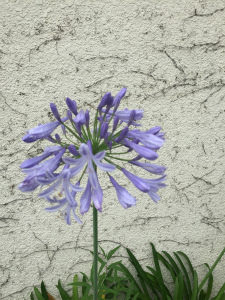アガパンサス 花散歩