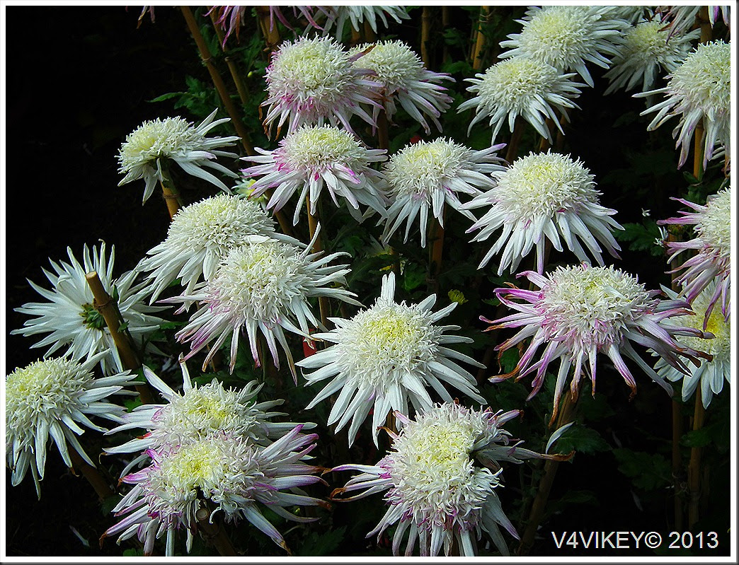 CHRYSANTHEMUM FLOWERS