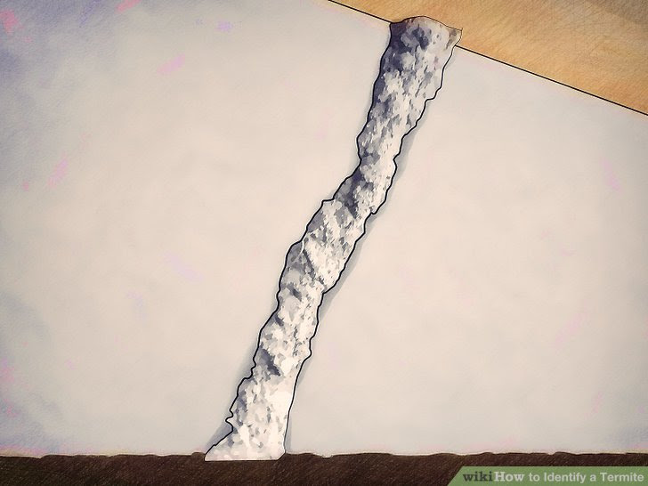 Identify a Termite Step 9 Version 3.jpg