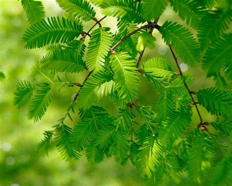 gardensonline taxodium distichum