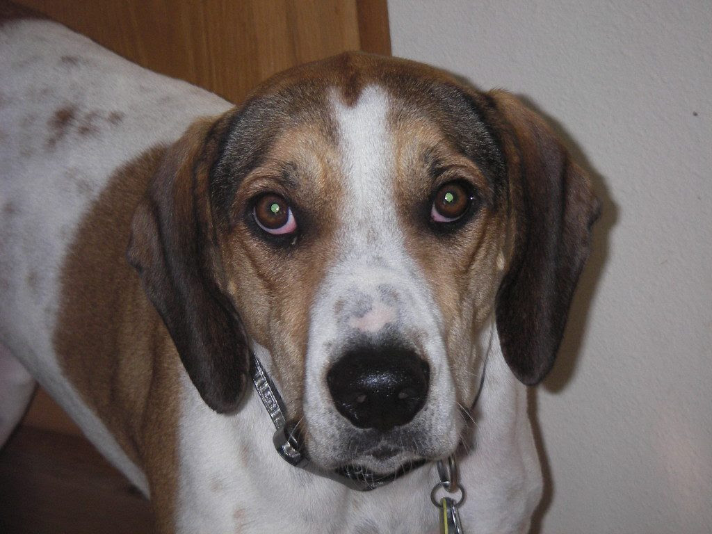 dog trainers for aggressive dogs