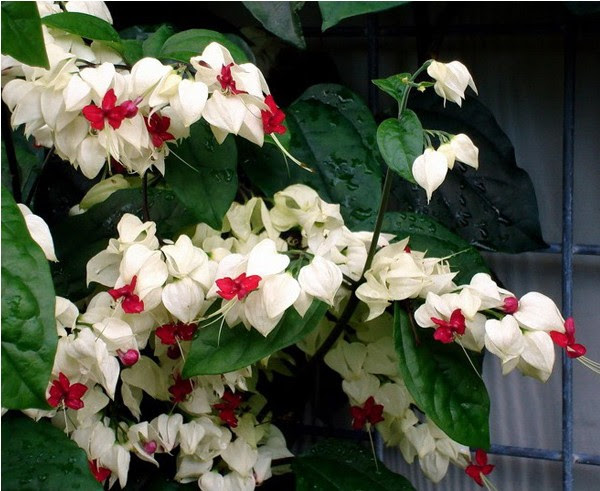 龙吐珠花图片 龙吐珠花种植 龙吐珠花种类 动植物网
