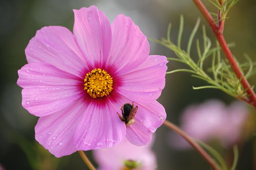 Cosmo and Dead Bee