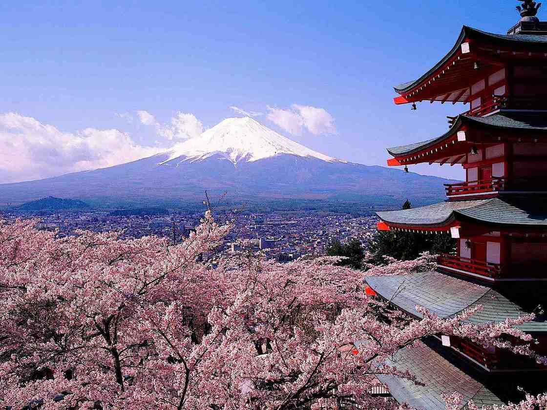 Japanese Cherry Blossoms Near Mt. Fuji