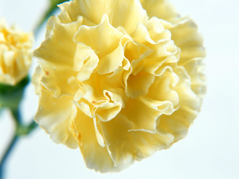 http://beautifulwallpapers.files.wordpress.com/2008/08/karanfil_3.jpg