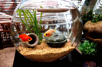 金魚を飼おう 金魚の飼いかた