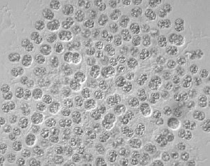原生生物の採集と観察 １ 原生生物の採集法