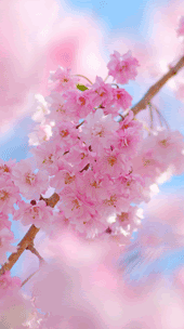 すべての花の画像 50 桜 Iphone 壁紙