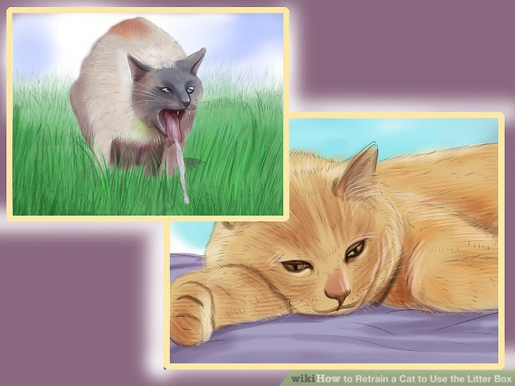 Retrain a Cat to Use the Litter Box Step 19 Version 2.jpg