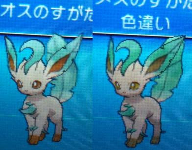 色違いに釘付け リーフィア Xy