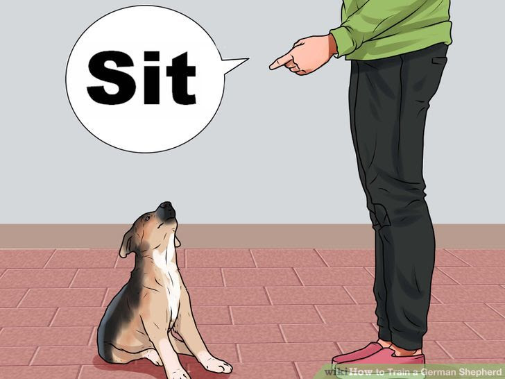 Train a German Shepherd Step 3 Version 2.jpg