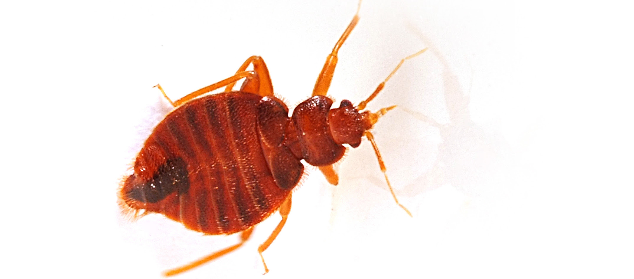 bed bugs in electronics