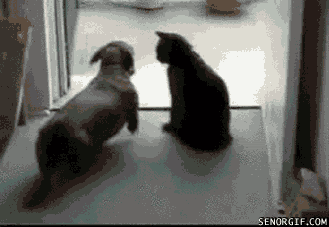 cat dog calm down