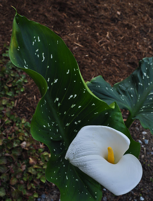 Zantedeschia aethiopica 'White Giant'