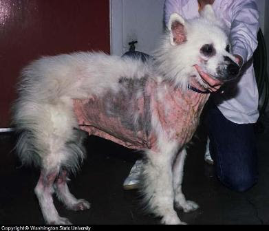 hond jeuk