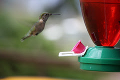 Hummingbird