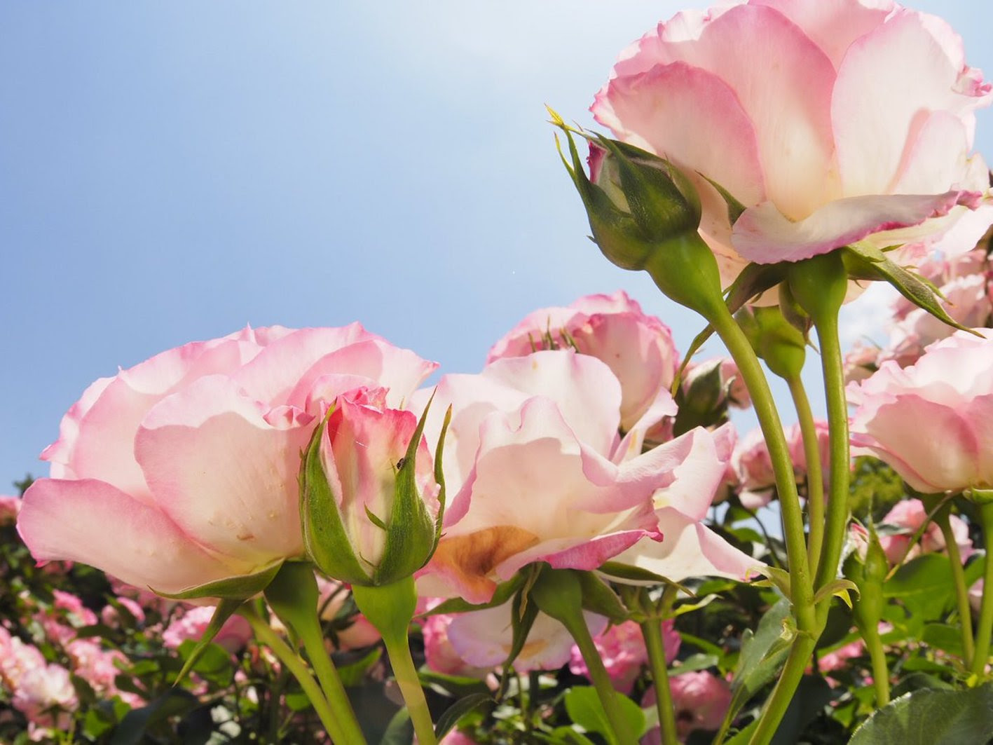 バラの花びらに斑点が 原因と対策について 植物navi