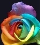 Colorful Pictures, Images and Photos