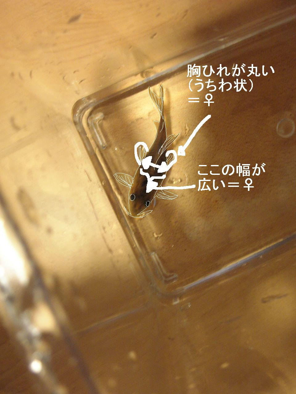 コリドラスなアクア生活