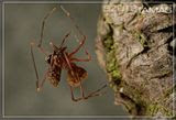 Pelican spider.. Specimen provided by Hannah Wood