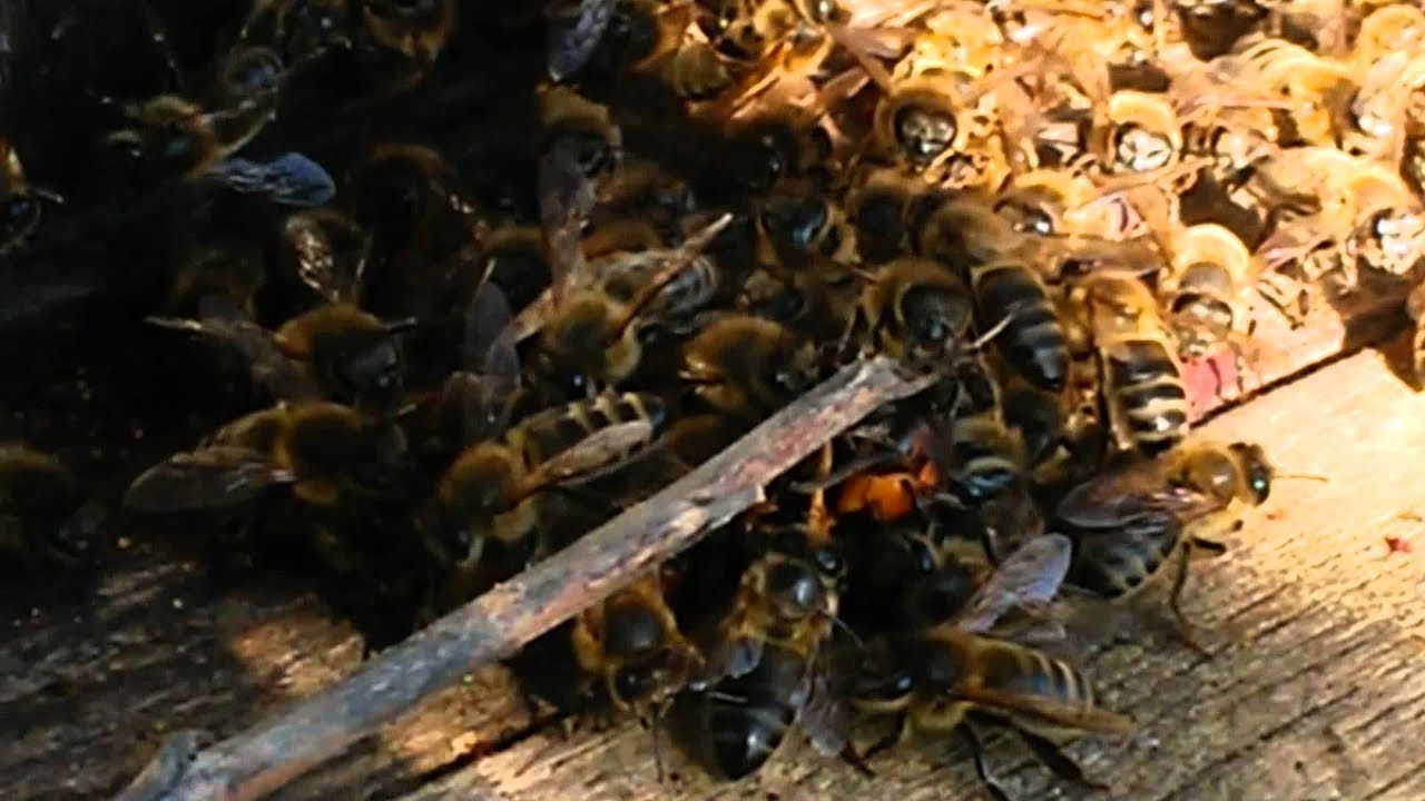 Frelons asiatiques que faire