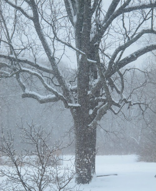 snowy walnuts