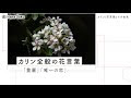 【ベストコレクション】 カリン 花言葉 努力 304890-カリン 花言葉 努力