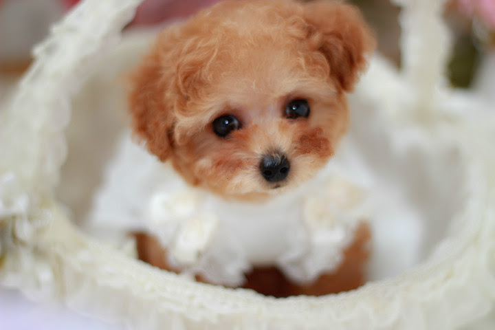 ティーカッププードルの成犬時のお顔の可愛さについて