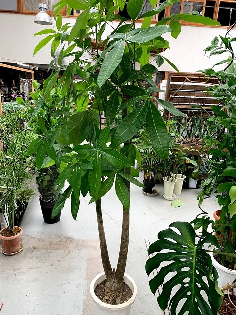 知多半島阿久比町 福住園芸 観葉植物 花 苗 種 用品販売 カルチャー教室とレンタルスペース ﾊﾟｷﾗ ｱｸｱﾃｨｶ