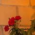 8 best sweet-smelling flowers to plant in the home garden in summer
