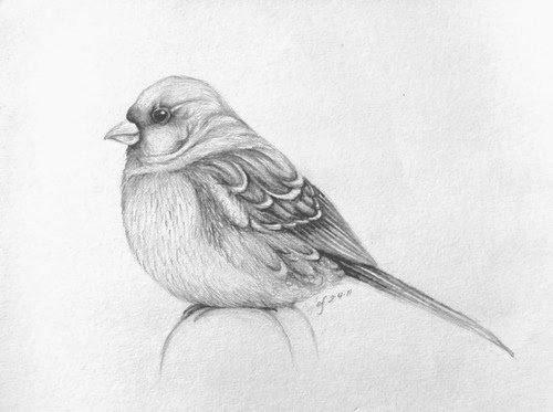 bird, drawing, sketch