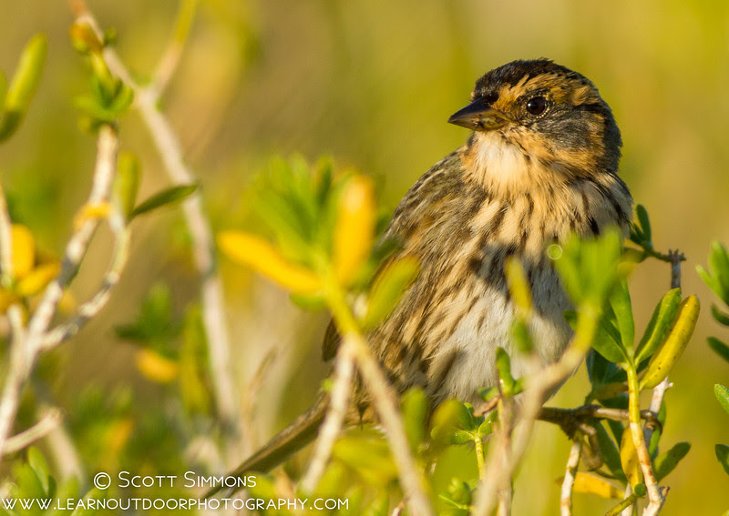 Merritt Island NWR, Shiloh Area Merritt Island NWR, Shiloh Area