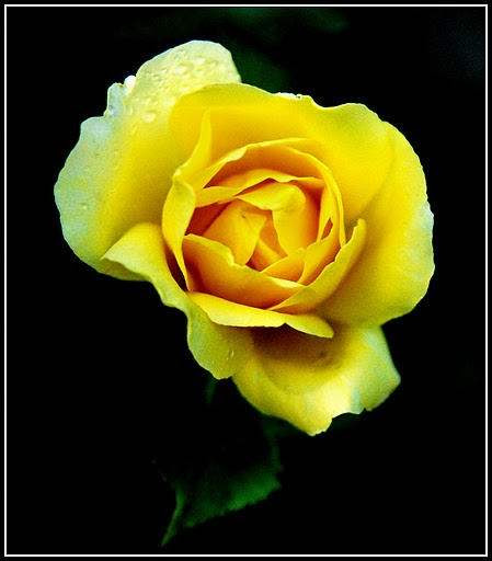 Yellow Rose
