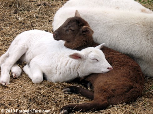 Snuggle Up (3)
