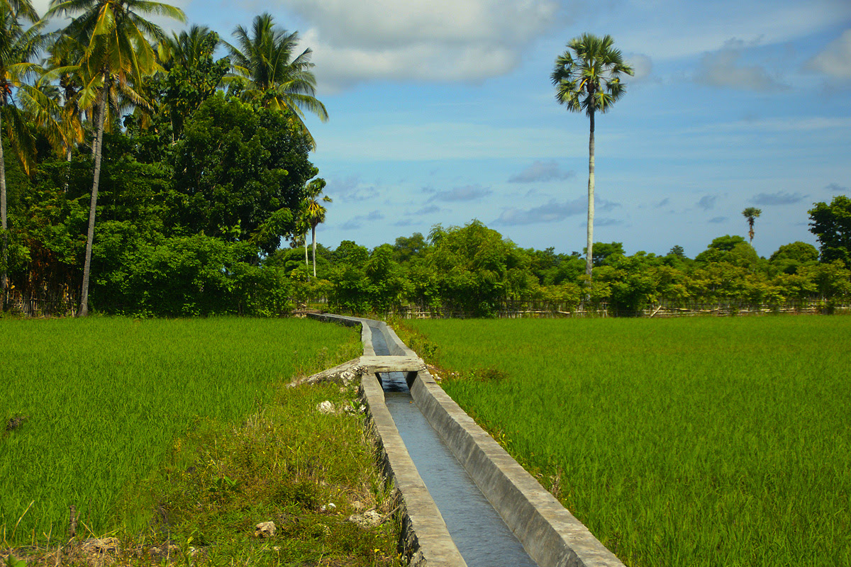 yang dibudidayakan masyarakat sumba adalah jagung di kabupaten sumba 
