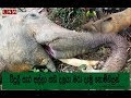 Body of an elephant found