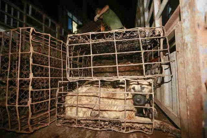 dog-meat-ban-yulin-festival-china- (1)