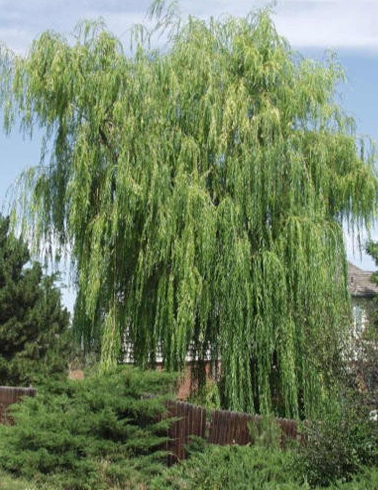 Salix alba 'Tristis' Saule pleureur doré - Les Plantations ...