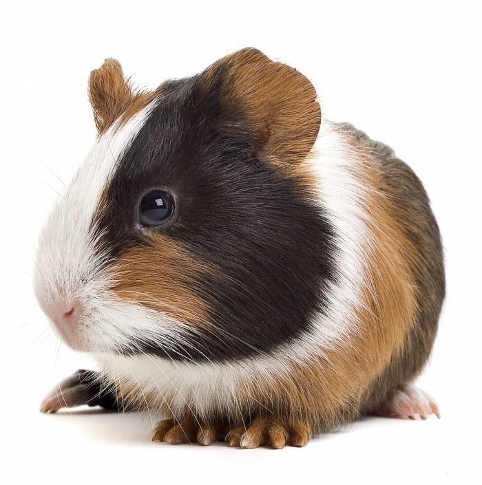 disease oral problem health Guinea LafeberVet  Basic Information Pig  Sheet: