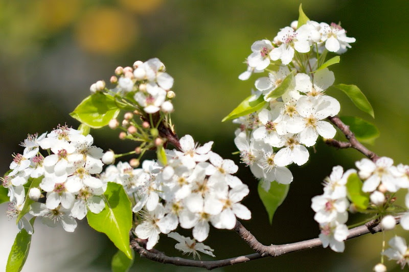 Flowering pears and secretions | Arnold Zwicky's Blog