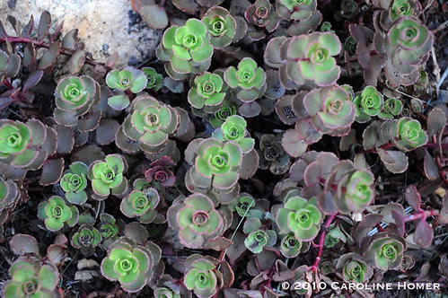 Sedum