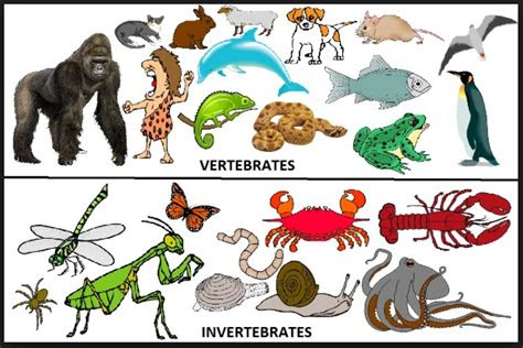 ciri ciri hewan vertebrata  avertebrata  dicari