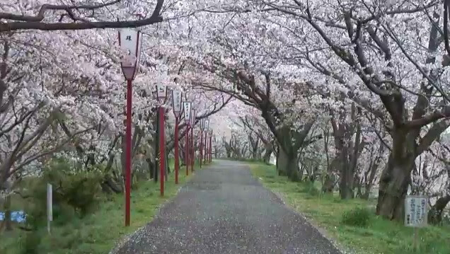 三重県 宮川堤 近畿地方の桜の花見名所 Feel 55