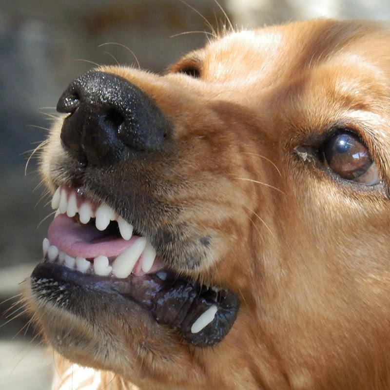 成犬の噛み癖は直る 噛む原因や改善方法とは